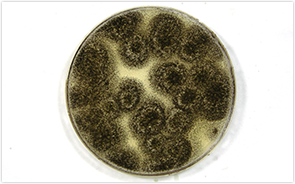 落下細菌・落下真菌の検査イメージ